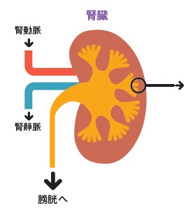 腎臓の構造.png
